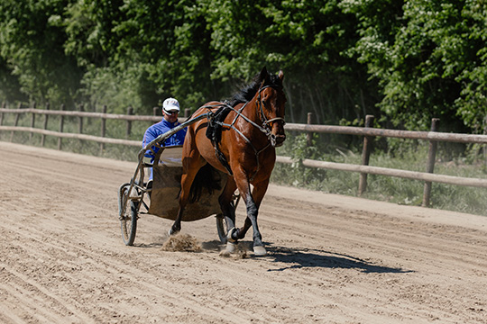 Fahrsport/Traber